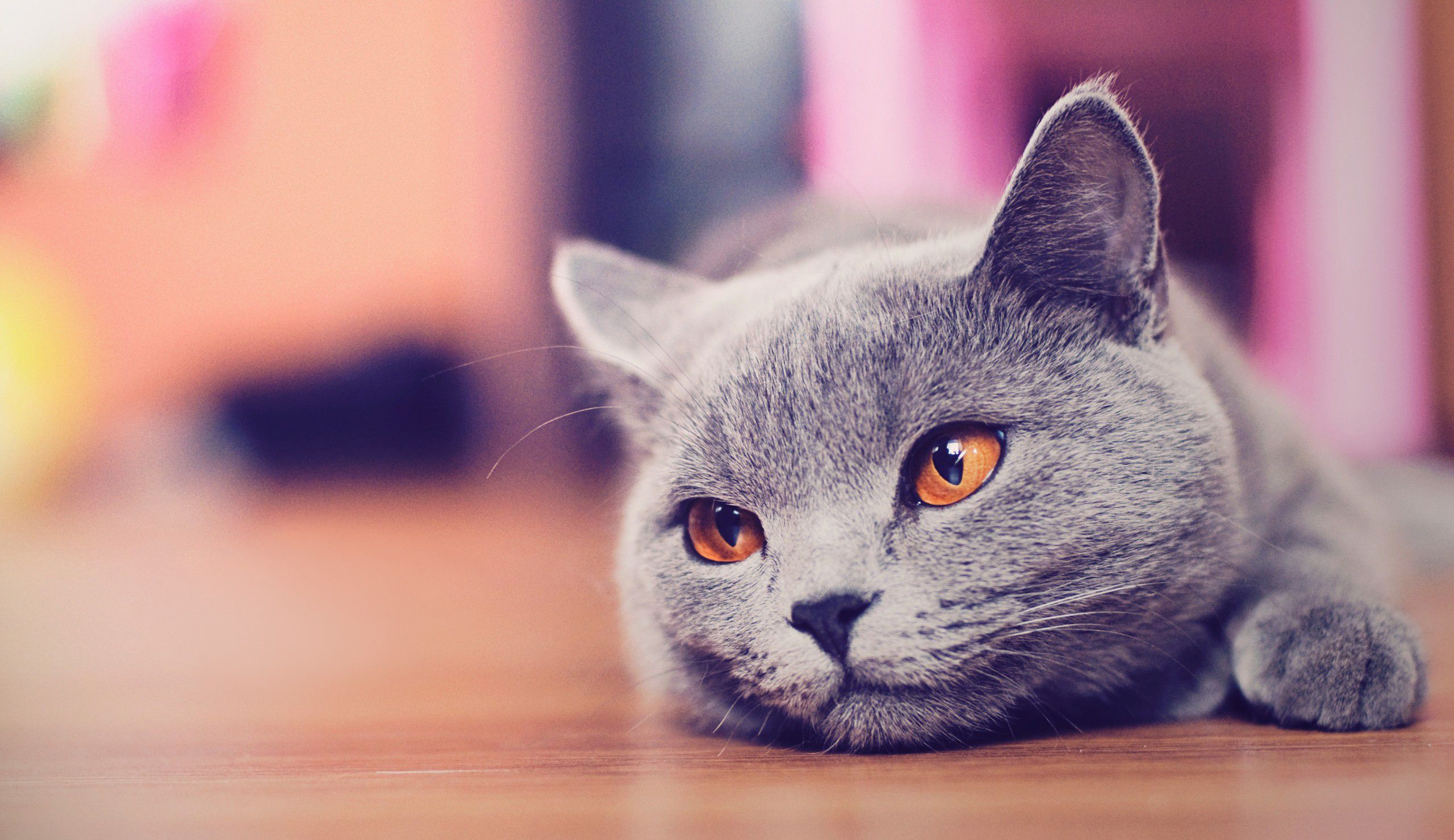 cute-cat-wallpapers-tumblr_1