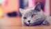 cute-cat-wallpapers-tumblr_1