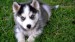 Cute-wallpapers-tumblr-hd-1366x768-cute-love-animals-dogs-siberian-husky-up-net